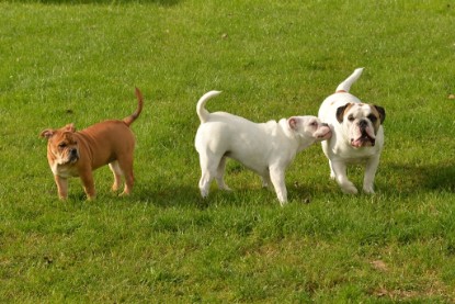 Continental Bulldogs Seeblickbulls Bilderalbum - im Garten am 9. Kotober 2017