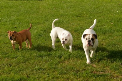 Continental Bulldogs Seeblickbulls Bilderalbum - im Garten am 9. Kotober 2017