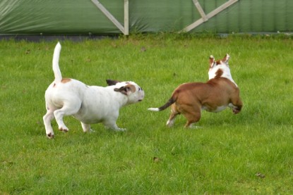 Continental Bulldogs Seeblickbulls Bilderalbum - im Garten am 9. Kotober 2017