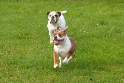 Continental Bulldogs Seeblickbulls Bilderalbum - im Garten am 9. Kotober 2017