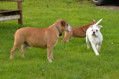 Continental Bulldogs Seeblickbulls Bilderalbum - im Garten am 9. Kotober 2017