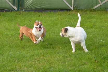 Continental Bulldogs Seeblickbulls Bilderalbum - im Garten am 9. Kotober 2017