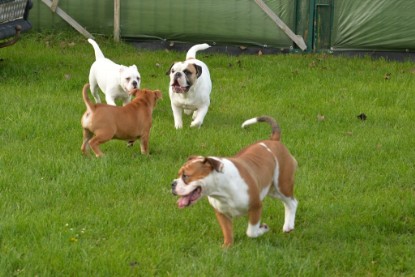 Continental Bulldogs Seeblickbulls Bilderalbum - im Garten am 9. Kotober 2017