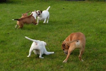 Continental Bulldogs Seeblickbulls Bilderalbum - im Garten am 9. Kotober 2017