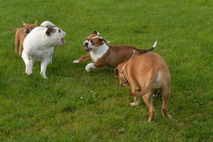 Continental Bulldogs Seeblickbulls Bilderalbum - im Garten am 9. Kotober 2017