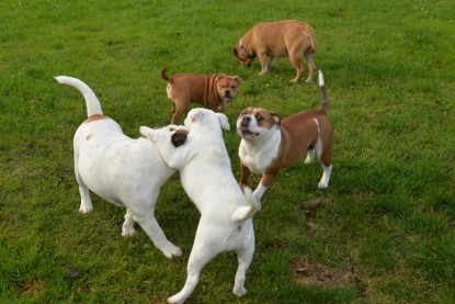 Continental Bulldogs Seeblickbulls Bilderalbum - im Garten am 9. Kotober 2017