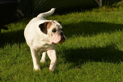 Continental Bulldogs Seeblickbulls Bilderalbum - im Garten am 9. Kotober 2017