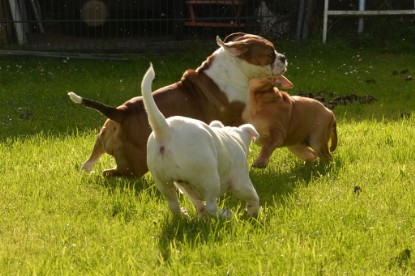 Continental Bulldogs Seeblickbulls Bilderalbum - im Garten am 9. Kotober 2017