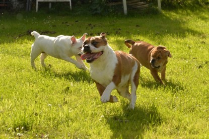 Continental Bulldogs Seeblickbulls Bilderalbum - im Garten am 9. Kotober 2017