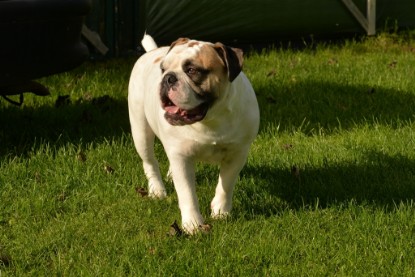 Continental Bulldogs Seeblickbulls Bilderalbum - im Garten am 9. Kotober 2017