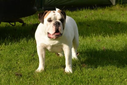 Continental Bulldogs Seeblickbulls Bilderalbum - im Garten am 9. Kotober 2017