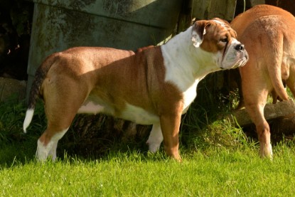 Continental Bulldogs Seeblickbulls Bilderalbum - im Garten am 9. Kotober 2017