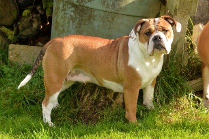 Continental Bulldogs Seeblickbulls Bilderalbum - im Garten am 9. Kotober 2017