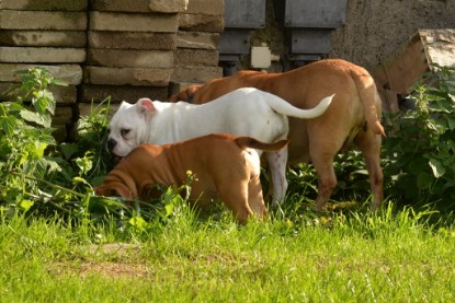 Continental Bulldogs Seeblickbulls Bilderalbum - im Garten am 9. Kotober 2017