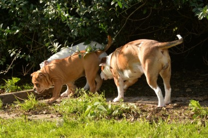 Continental Bulldogs Seeblickbulls Bilderalbum - im Garten am 9. Kotober 2017