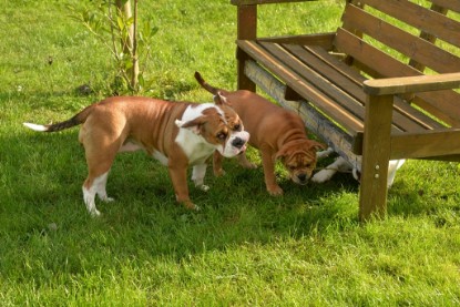 Continental Bulldogs Seeblickbulls Bilderalbum - im Garten am 9. Kotober 2017