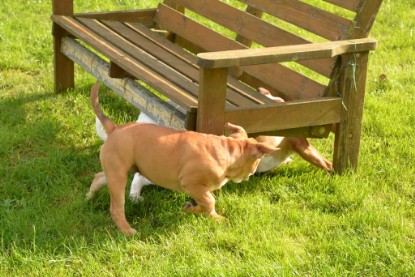 Continental Bulldogs Seeblickbulls Bilderalbum - im Garten am 9. Kotober 2017