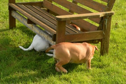 Continental Bulldogs Seeblickbulls Bilderalbum - im Garten am 9. Kotober 2017