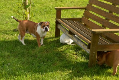 Continental Bulldogs Seeblickbulls Bilderalbum - im Garten am 9. Kotober 2017