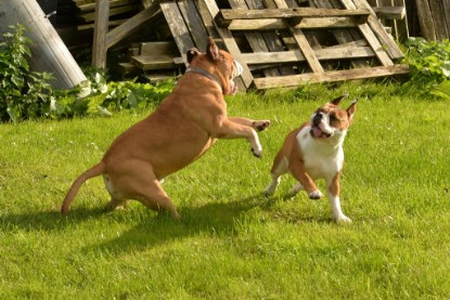 Continental Bulldogs Seeblickbulls Bilderalbum - im Garten am 9. Kotober 2017