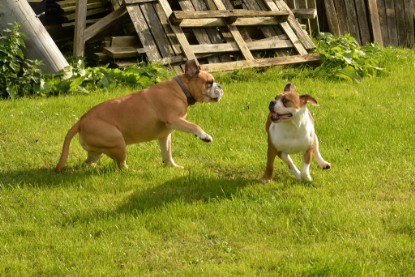 Continental Bulldogs Seeblickbulls Bilderalbum - im Garten am 9. Kotober 2017