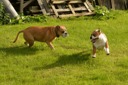 Continental Bulldogs Seeblickbulls Bilderalbum - im Garten am 9. Kotober 2017