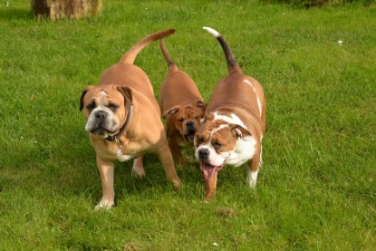 Continental Bulldogs Seeblickbulls Bilderalbum - im Garten am 9. Kotober 2017