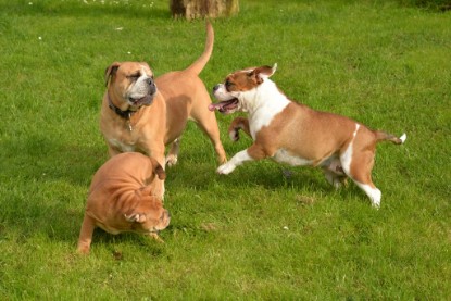 Continental Bulldogs Seeblickbulls Bilderalbum - im Garten am 9. Kotober 2017