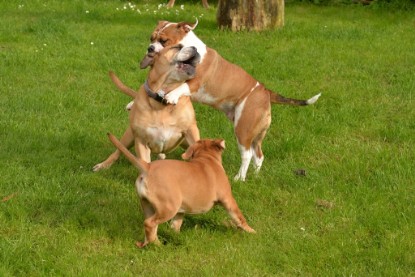 Continental Bulldogs Seeblickbulls Bilderalbum - im Garten am 9. Kotober 2017