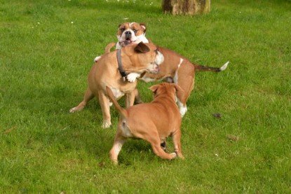 Continental Bulldogs Seeblickbulls Bilderalbum - im Garten am 9. Kotober 2017