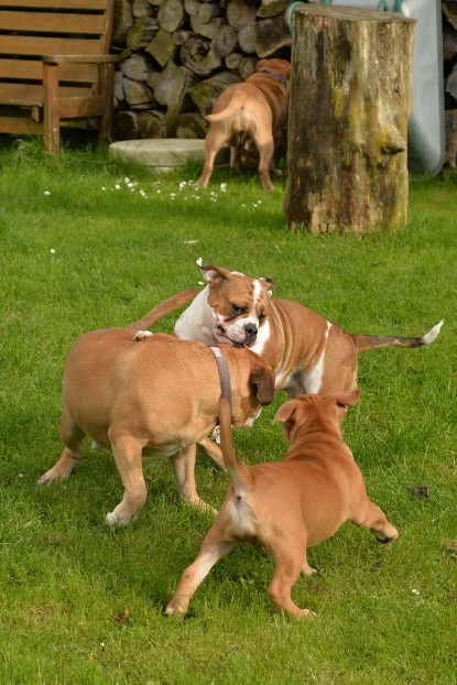 Continental Bulldogs Seeblickbulls Bilderalbum - im Garten am 9. Kotober 2017