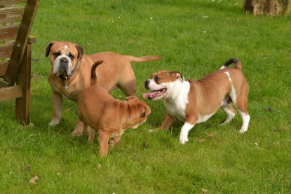 Continental Bulldogs Seeblickbulls Bilderalbum - im Garten am 9. Kotober 2017