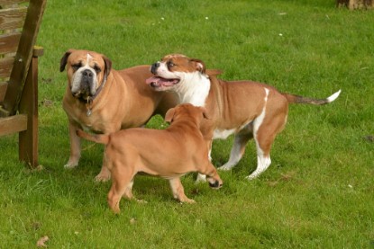 Continental Bulldogs Seeblickbulls Bilderalbum - im Garten am 9. Kotober 2017