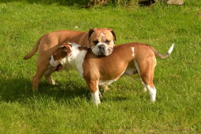 Continental Bulldogs Seeblickbulls Bilderalbum - im Garten am 9. Kotober 2017