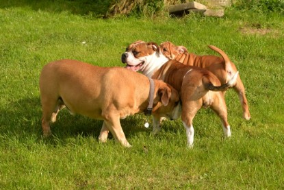 Continental Bulldogs Seeblickbulls Bilderalbum - im Garten am 9. Kotober 2017