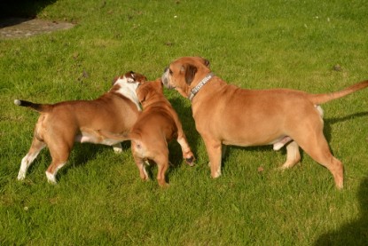 Continental Bulldogs Seeblickbulls Bilderalbum - im Garten am 9. Kotober 2017