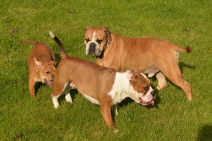 Continental Bulldogs Seeblickbulls Bilderalbum - im Garten am 9. Kotober 2017