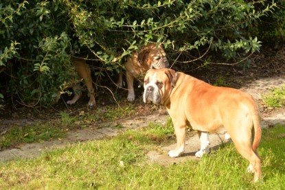 Continental Bulldogs Seeblickbulls Bilderalbum - im Garten am 9. Kotober 2017