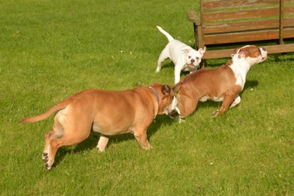 Continental Bulldogs Seeblickbulls Bilderalbum - im Garten am 9. Kotober 2017