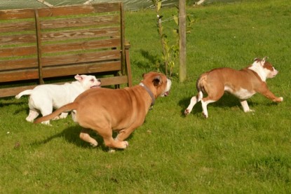 Continental Bulldogs Seeblickbulls Bilderalbum - im Garten am 9. Kotober 2017