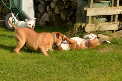 Continental Bulldogs Seeblickbulls Bilderalbum - im Garten am 9. Kotober 2017