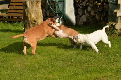 Continental Bulldogs Seeblickbulls Bilderalbum - im Garten am 9. Kotober 2017