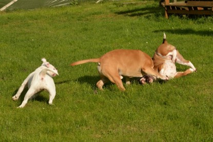 Continental Bulldogs Seeblickbulls Bilderalbum - im Garten am 9. Kotober 2017