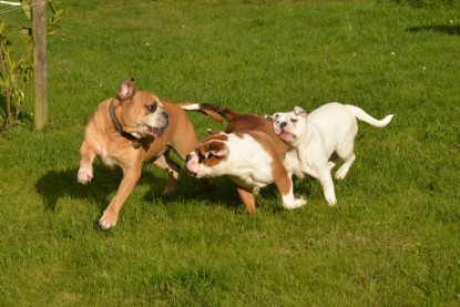 Continental Bulldogs Seeblickbulls Bilderalbum - im Garten am 9. Kotober 2017