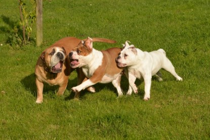 Continental Bulldogs Seeblickbulls Bilderalbum - im Garten am 9. Kotober 2017