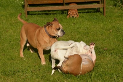 Continental Bulldogs Seeblickbulls Bilderalbum - im Garten am 9. Kotober 2017