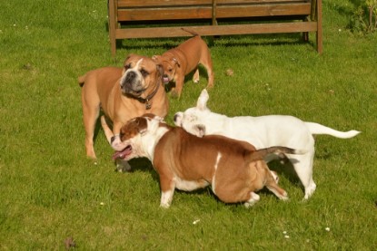 Continental Bulldogs Seeblickbulls Bilderalbum - im Garten am 9. Kotober 2017