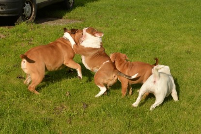 Continental Bulldogs Seeblickbulls Bilderalbum - im Garten am 9. Kotober 2017