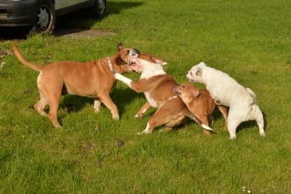 Continental Bulldogs Seeblickbulls Bilderalbum - im Garten am 9. Kotober 2017