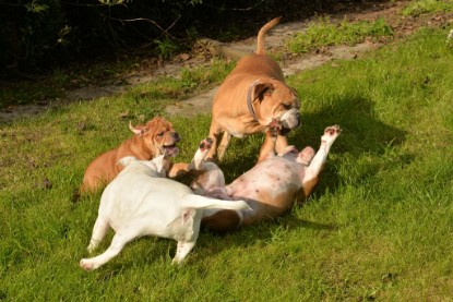Continental Bulldogs Seeblickbulls Bilderalbum - im Garten am 9. Kotober 2017